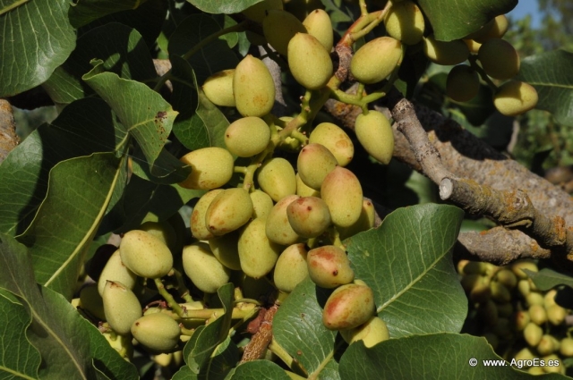 pistacho 20130808 1155865215