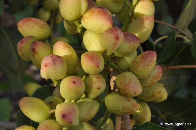 pistacho 20130808 1296664452