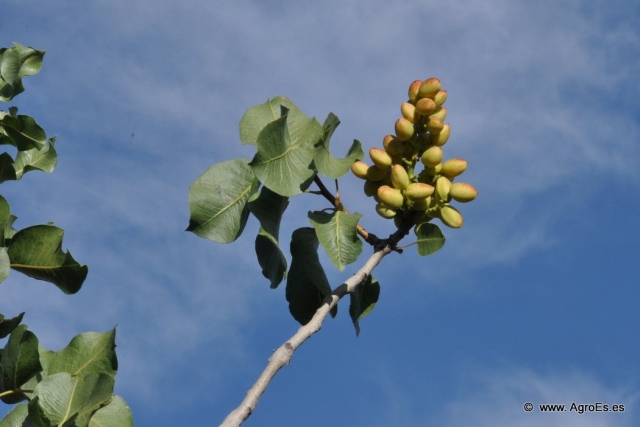 pistacho 20130808 1891487296