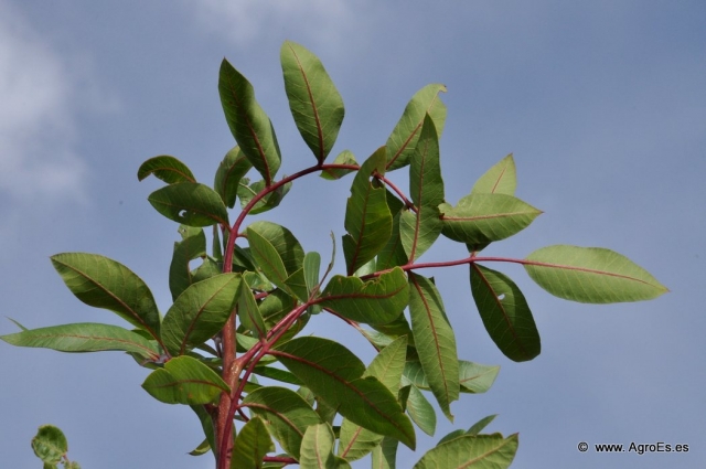 pistacho 20130808 2069968010